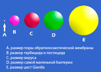 Поры осмотической мембраны